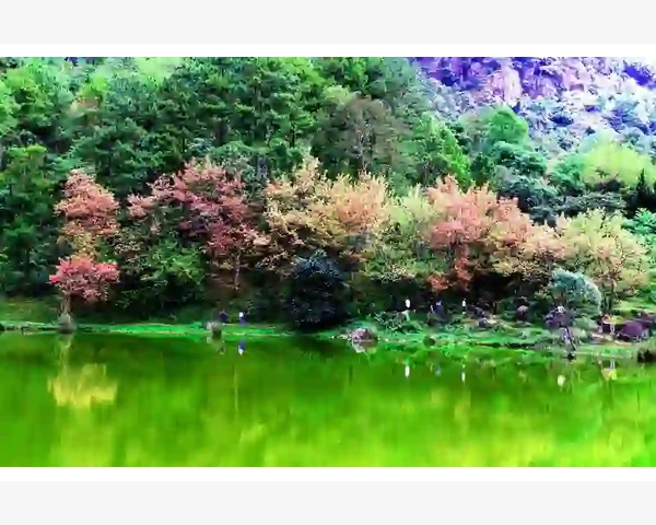 健脾养胃，祛湿良方：简单食疗助您健康无忧